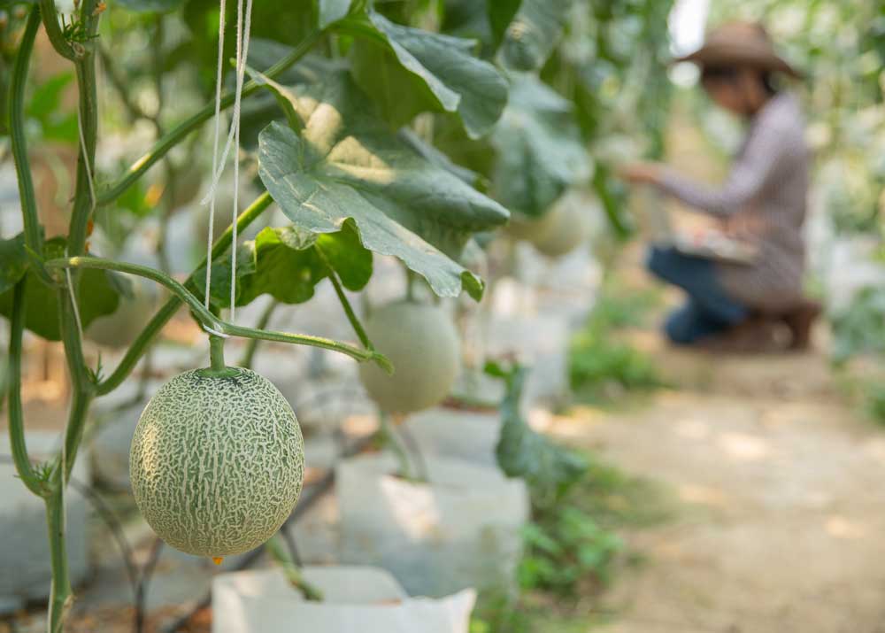 Как открыть бизнес по выращиванию бахчевых (тыква, дыня, арбуз) на своем участке