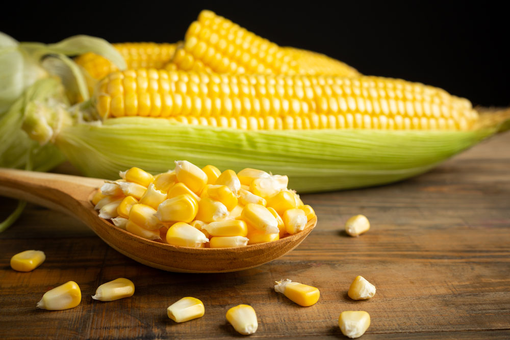 Как начать свой семейный бизнес по выращиванию кукурузы
