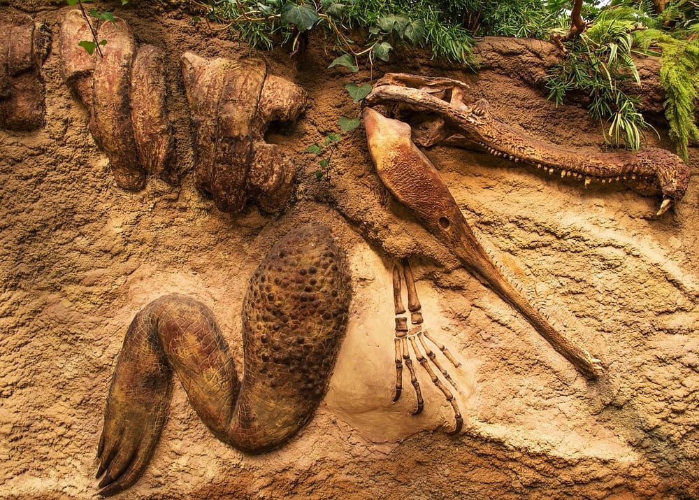 Свой бизнес на палеонтологических находках