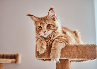 Как организовать кошачий питомник по разведению мейн-кунов