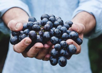 Выращивание винограда в теплицах