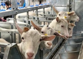 Бизнес-план фермы по производству козьего молока